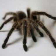 SpicySpider