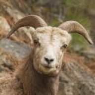 goaty1