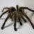 SpicySpider
