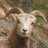 goaty1