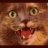 mrKittenMittens
